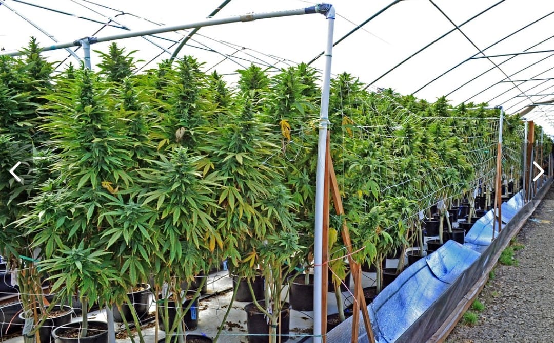 How Chinese Marijuana Farms Are Illegally Penetrating Our Communities